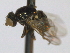  ( - CCDB-21423-D05)  @11 [ ] CreativeCommons - Attribution (2013) CBG Photography Group Centre for Biodiversity Genomics