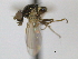  (Parapiophila dudai - CCDB-21423-D10)  @12 [ ] CreativeCommons - Attribution (2013) CBG Photography Group Centre for Biodiversity Genomics