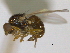  ( - CCDB-21423-D11)  @13 [ ] CreativeCommons - Attribution (2013) CBG Photography Group Centre for Biodiversity Genomics