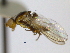  (Parapiophila luteata - CCDB-21423-D12)  @11 [ ] CreativeCommons - Attribution (2013) CBG Photography Group Centre for Biodiversity Genomics
