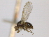  (Parapiophila baechlii - CCDB-21423-E11)  @14 [ ] CreativeCommons - Attribution (2013) CBG Photography Group Centre for Biodiversity Genomics