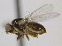  ( - CCDB-21423-F08)  @13 [ ] CreativeCommons - Attribution (2013) CBG Photography Group Centre for Biodiversity Genomics