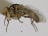  (Prochyliza brevicornis - CCDB-21423-G11)  @11 [ ] CreativeCommons - Attribution (2013) CBG Photography Group Centre for Biodiversity Genomics