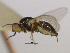  ( - CCDB-21423-G12)  @11 [ ] CreativeCommons - Attribution (2013) CBG Photography Group Centre for Biodiversity Genomics