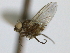  ( - CCDB-21423-H10)  @11 [ ] CreativeCommons - Attribution (2013) CBG Photography Group Centre for Biodiversity Genomics