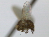  ( - CCDB-21423-H11)  @11 [ ] CreativeCommons - Attribution (2013) CBG Photography Group Centre for Biodiversity Genomics