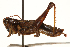  ( - CCDB-21424-G01)  @13 [ ] CreativeCommons - Attribution (2014) CBG Photography Group Centre for Biodiversity Genomics