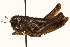  ( - CCDB-21424-G05)  @11 [ ] CreativeCommons - Attribution (2014) CBG Photography Group Centre for Biodiversity Genomics