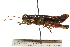  ( - CCDB-21424-G12)  @13 [ ] CreativeCommons - Attribution (2014) CBG Photography Group Centre for Biodiversity Genomics