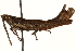  ( - CCDB-21427-D12)  @11 [ ] CreativeCommons - Attribution (2014) CBG Photography Group Centre for Biodiversity Genomics