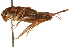  ( - CCDB-21429-D09)  @11 [ ] CreativeCommons - Attribution (2014) CBG Photography Group Centre for Biodiversity Genomics
