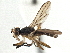  (Pteromicra similis - CCDB-21320-B09)  @15 [ ] CreativeCommons - Attribution (2014) CBG Photography Group Centre for Biodiversity Genomics