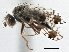 (Tephritis leavittensis - CCDB-21323-A06)  @15 [ ] CreativeCommons - Attribution (2014) CBG Photography Group Centre for Biodiversity Genomics
