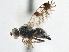  ( - CCDB-21323-A07)  @15 [ ] CreativeCommons - Attribution (2014) CBG Photography Group Centre for Biodiversity Genomics