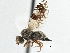  ( - CCDB-21323-A11)  @11 [ ] CreativeCommons - Attribution (2014) CBG Photography Group Centre for Biodiversity Genomics