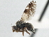  (Tephritis michiganensis - CCDB-21323-A12)  @15 [ ] CreativeCommons - Attribution (2014) CBG Photography Group Centre for Biodiversity Genomics