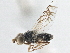  (Trupanea imperfecta - CCDB-21323-B05)  @11 [ ] CreativeCommons - Attribution (2014) CBG Photography Group Centre for Biodiversity Genomics