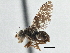  (Xanthomyia nora - CCDB-21323-B10)  @11 [ ] CreativeCommons - Attribution (2014) CBG Photography Group Centre for Biodiversity Genomics