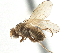  (Homoneura littoralis - CCDB-21323-D11)  @11 [ ] CreativeCommons - Attribution (2014) CBG Photography Group Centre for Biodiversity Genomics