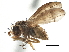  (Homoneurinae - CCDB-21323-F01)  @15 [ ] CreativeCommons - Attribution (2014) CBG Photography Group Centre for Biodiversity Genomics