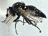  ( - CCDB-21325-A01)  @11 [ ] CreativeCommons - Attribution (2014) CBG Photography Group Centre for Biodiversity Genomics