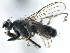  (Allomyella unguiculata - CCDB-21325-G04)  @13 [ ] CreativeCommons - Attribution (2014) CBG Photography Group Centre for Biodiversity Genomics