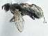  ( - CCDB-21325-G08)  @13 [ ] CreativeCommons - Attribution (2014) CBG Photography Group Centre for Biodiversity Genomics