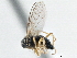  ( - CCDB-21325-G09)  @12 [ ] CreativeCommons - Attribution (2014) CBG Photography Group Centre for Biodiversity Genomics