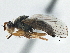  ( - CCDB-21325-G11)  @11 [ ] CreativeCommons - Attribution (2014) CBG Photography Group Centre for Biodiversity Genomics