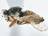  (Microprosopa flavinervis - CCDB-21325-H07)  @14 [ ] CreativeCommons - Attribution (2014) CBG Photography Group Centre for Biodiversity Genomics