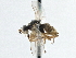  ( - CCDB-21325-H10)  @13 [ ] CreativeCommons - Attribution (2014) CBG Photography Group Centre for Biodiversity Genomics