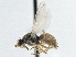  ( - CCDB-21325-H11)  @13 [ ] CreativeCommons - Attribution (2014) CBG Photography Group Centre for Biodiversity Genomics