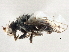 ( - CCDB-21327-B03)  @11 [ ] CreativeCommons - Attribution (2014) CBG Photography Group Centre for Biodiversity Genomics