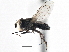  ( - CCDB-21327-C05)  @11 [ ] CreativeCommons - Attribution (2014) CBG Photography Group Centre for Biodiversity Genomics