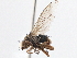  (Acantholeria - CCDB-21327-F03)  @14 [ ] CreativeCommons - Attribution (2014) CBG Photography Group Centre for Biodiversity Genomics