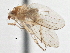  (Suillia laevis - CCDB-21327-F06)  @13 [ ] CreativeCommons - Attribution (2014) CBG Photography Group Centre for Biodiversity Genomics