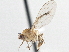  ( - CCDB-21327-F08)  @11 [ ] CreativeCommons - Attribution (2014) CBG Photography Group Centre for Biodiversity Genomics