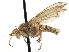  (Scoliocentra helvola - CCDB-21327-F11)  @15 [ ] CreativeCommons - Attribution (2014) CBG Photography Group Centre for Biodiversity Genomics
