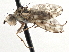  (Heleomyzini - CCDB-21327-G04)  @15 [ ] CreativeCommons - Attribution (2014) CBG Photography Group Centre for Biodiversity Genomics