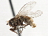  (Heleomyza - CCDB-21327-G12)  @15 [ ] CreativeCommons - Attribution (2014) CBG Photography Group Centre for Biodiversity Genomics