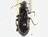  ( - CCDB-21331-F12)  @11 [ ] CreativeCommons - Attribution (2014) CBG Photography Group Centre for Biodiversity Genomics