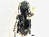  ( - CCDB-21331-H11)  @11 [ ] CreativeCommons - Attribution (2014) CBG Photography Group Centre for Biodiversity Genomics
