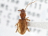  (Ameroduvalius - CCDB-21333-A12)  @13 [ ] CreativeCommons - Attribution (2014) CBG Photography Group Centre for Biodiversity Genomics
