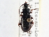  ( - CCDB-21333-C06)  @13 [ ] CreativeCommons - Attribution (2014) CBG Photography Group Centre for Biodiversity Genomics