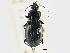  ( - CCDB-21333-F03)  @11 [ ] CreativeCommons - Attribution (2014) CBG Photography Group Centre for Biodiversity Genomics