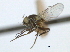  ( - CCDB-21422-A06)  @11 [ ] CreativeCommons - Attribution (2014) CBG Photography Group Centre for Biodiversity Genomics