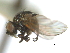  ( - CCDB-21422-B11)  @11 [ ] CreativeCommons - Attribution (2014) CBG Photography Group Centre for Biodiversity Genomics