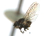  ( - CCDB-21422-C02)  @12 [ ] CreativeCommons - Attribution (2014) CBG Photography Group Centre for Biodiversity Genomics