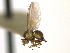  ( - CCDB-21422-E01)  @11 [ ] CreativeCommons - Attribution (2014) CBG Photography Group Centre for Biodiversity Genomics