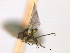  ( - CCDB-21422-G11)  @11 [ ] CreativeCommons - Attribution (2014) CBG Photography Group Centre for Biodiversity Genomics